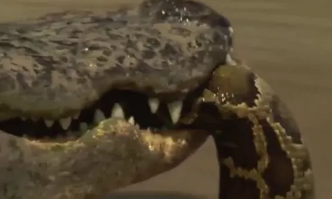CLIP: Liều lĩnh bơi vào hồ nước cá sấu, trăn gấm trở thành mồi ngon cho 'chúa tể đầm lầy'