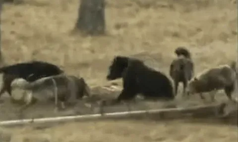 CLIP: Vừa săn được bò rừng, gấu nâu bị đàn sói xám giành mồi và cái kết