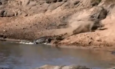 CLIP: Bị cá sấu cắn trúng đầu, lợn rừng vẫn thoát chết khó tin