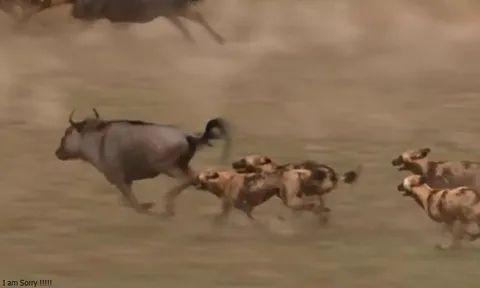 CLIP: Cuộc đua sinh tử giữa chó hoang và linh dương đầu bò