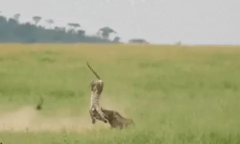 CLIP: Lợn bướu mẹ nổi điên húc văng báo hoa mai lên không trung để cứu con và cái kết