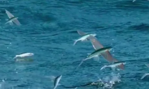 CLIP: Cuộc đào thoát ngoạn mục và cái kết đau lòng của cá chuồn bay