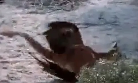 CLIP: Vừa săn được thỏ chưa kịp thưởng thức, đại bàng đã lập tức 'nộp mạng' cho báo sư tử 