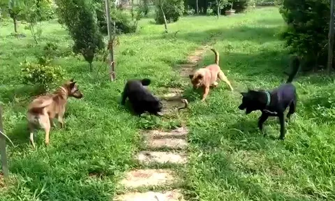 CLIP: Đụng độ đàn chó nhà, rắn hổ mang nhận cái kết thê thảm