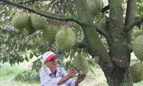 Kiểm soát toàn diện từ vùng trồng đến đóng gói sầu riêng xuất khẩu
