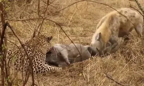 CLIP: Thấy báo hoa mai vừa săn được lợn rừng, linh cẩu vội vã tới ăn chực 