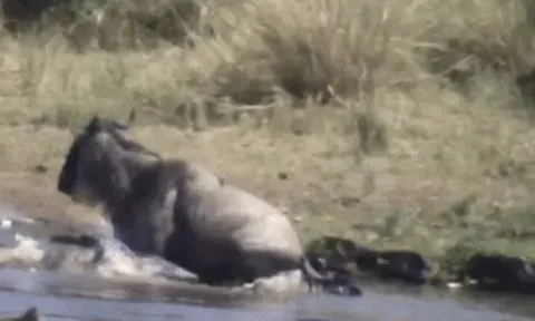 CLIP: Đang uống nước bị cá sấu tóm được, linh dương đầu bò nổi điên đạp thẳng đầu đối thủ để thoát thân