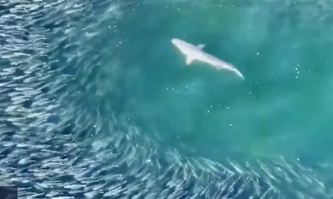 CLIP: Cá mập tung đòn chớp nhoáng, cảnh săn mồi ngoạn mục được ghi lại từ trên cao