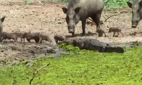 CLIP: Lên bờ săn lợn bướu, cá sấu bị con mồi 'tẩn tơi tả'