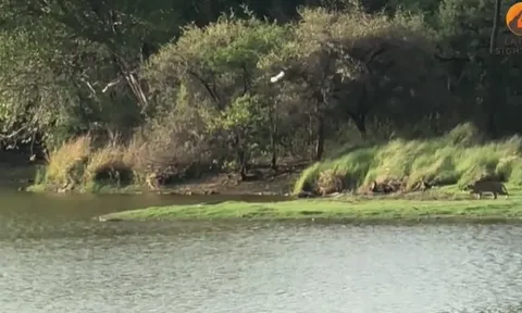 CLIP: Hổ lao xuống nước săn mồi, bất ngờ bị cá sấu phản đòn dữ dội