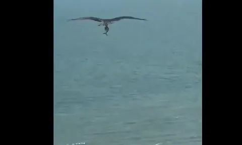 CLIP: Chim săn mồi tha cá giống cá mập bay trên bãi biển khiến người xem kinh ngạc