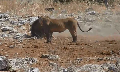 CLIP: Săn được lợn bướu, nhưng sư tử cái vẫn phải ngậm ngùi nhịn đói