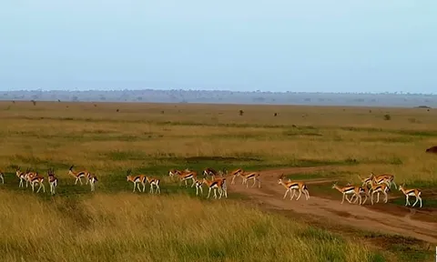 CLIP: Báo đốm "xé gió" quật ngã linh dương trong chớp mắt