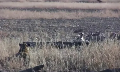 CLIP: Chó rừng mải săn chim, bất ngờ trở thành con mồi của báo hoa mai