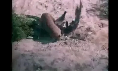 CLIP: Đại bàng săn thỏ trên núi, không ngờ trở thành nạn nhân của "kẻ thống trị thầm lặng"