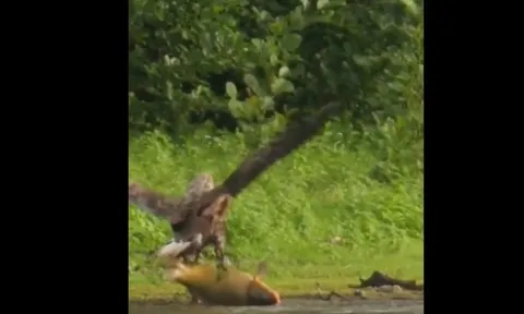 CLIP: Đại bàng suýt bỏ mạng vì cú săn mồi "quá sức", cái kết khiến ai cũng bất ngờ