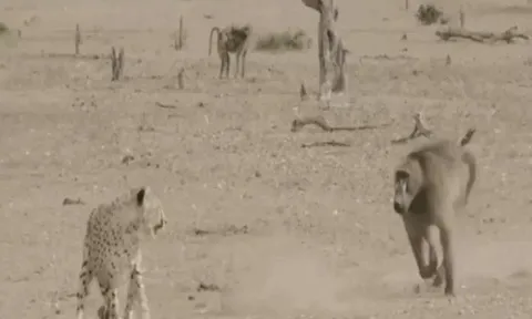 CLIP: Báo đốm tháo chạy thục mạng khi "đụng nhầm" lãnh địa khỉ đầu chó