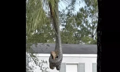 CLIP: Rắn vua liều lĩnh treo mình săn mồi trên cành cây