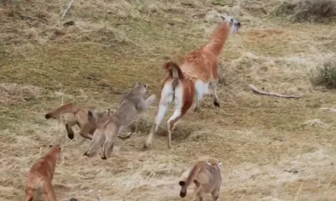 CLIP: Những pha "quê độ" của dã thú, khi mèo lớn cũng phải câm nín nhìn con mồi chạy thoát