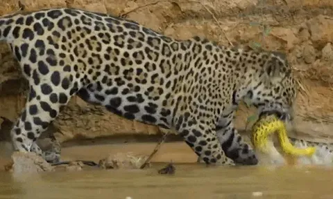 CLIP: Báo đốm – Siêu cỗ máy săn mồi không đối thủ trong thế giới hoang dã