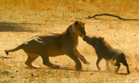 CLIP: Đi săn lợn lòi, sư tử bị con mồi đuổi cho 'chạy té khói'