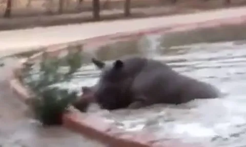 CLIP: Hà mã bất ngờ ra tay nghĩa hiệp cứu tê giác mắc kẹt dưới hồ nước