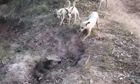 CLIP: Đụng độ cầy mangut, bầy chó nhà sử dụng chiến thuật săn mồi thông minh khiến con mồi 'trở tay' không kịp
