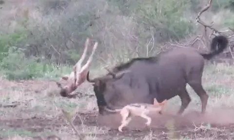 CLIP: Chống lại bầy chó rừng, linh dương đầu bò mẹ vô tình húc trọng thương con non