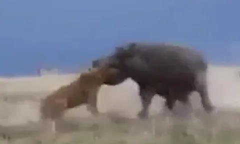 CLIP: Lỡ dại chọc hà mã đang nghỉ ngơi, sư tử bị đối phương ngoạm đầu rồi ném xuống đất thô bạo