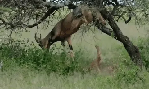 CLIP: Sư tử cái tung chiêu hiểm, quật ngã con mồi từ dưới bụng