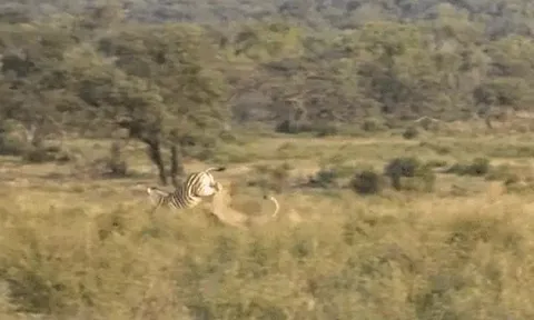 CLIP: Săn mồi thất bại, sư tử cái lĩnh cú đá trời giáng từ ngựa vằn