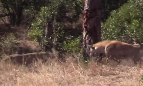 CLIP: Linh dương giả chết, thoát thân ngoạn mục trước báo hoa mai và linh cẩu đói mồi