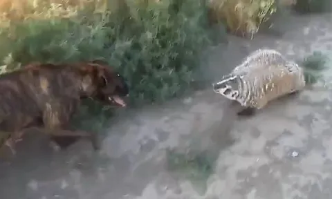 CLIP: Mãn nhãn trước màn tử chiến bất phân thắng bại của lửng Mỹ và chó võ sĩ