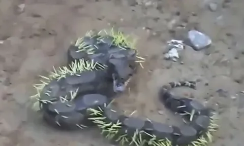 CLIP: Lỡ dại đi săn nhím, trăn boa quằn quại trong đau đớn vì bị lông kẻ thù đâm