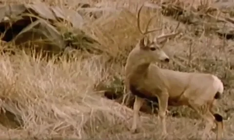 CLIP: Báo mẹ “bất lực” vì con non phá đám trong buổi học săn mồi đầu đời