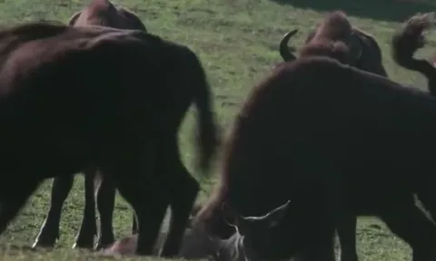 CLIP: Bị thương mà lỡ đi kiếm ăn vào địa phận của đàn bò Bison, hươu đỏ bị hành hạ dã man