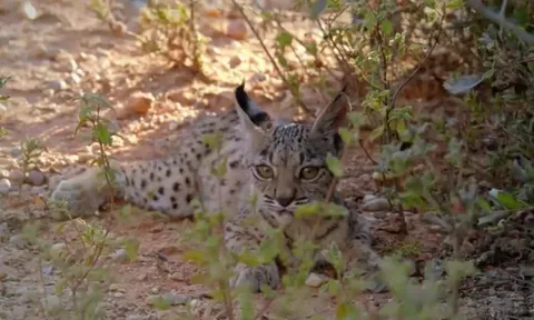 CLIP: Linh miêu con tập săn mồi, bài học sinh tồn trong thiên nhiên hoang dã