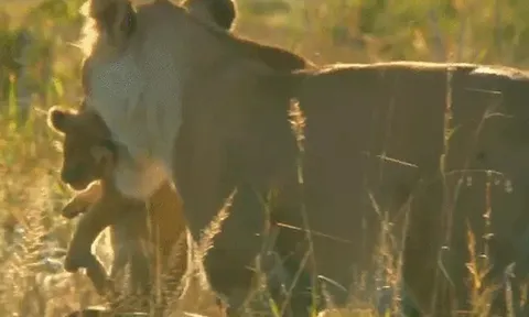 CLIP: Sư tử mẹ, lá chắn thép bảo vệ đàn con giữa đồng cỏ Châu Phi