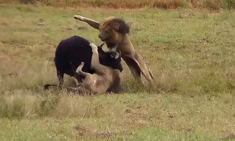 CLIP: Cận cảnh pha săn mồi ngoạn mục của “ông vua đồng cỏ”