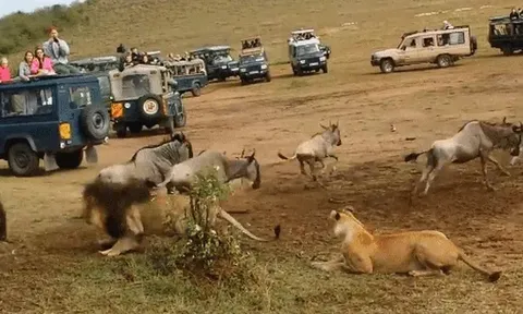 CLIP: Sư tử thản nhiên săn mồi giữa vòng vây du khách