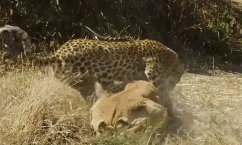 CLIP: Báo hoa mai tung đòn hiểm tóm gọn linh dương trong tích tắc