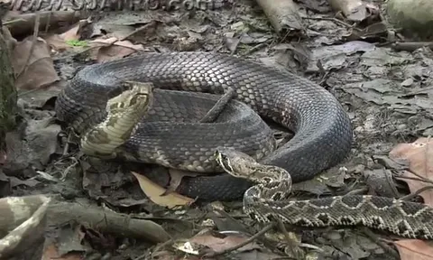 CLIP: Rắn đuôi chuông kịch độc bị hạ gục bởi "sát thủ" rắn lục trong cuộc chạm trán định mệnh