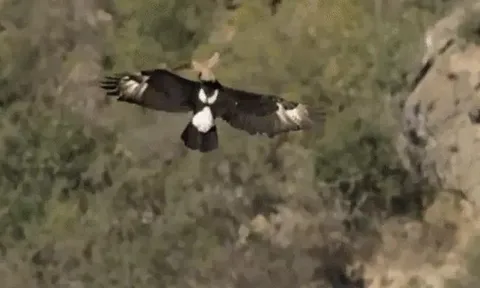 CLIP: Cặp đại bàng đen châu Phi "song kiếm hợp bích" trong cuộc đi săn chuột đá