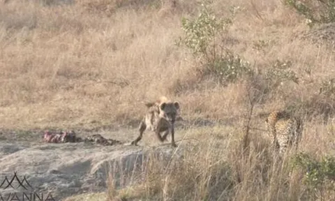 CLIP: Báo hoa mai bất lực giành lại bữa ăn trước 2 con linh cẩu