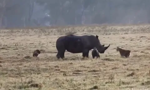 CLIP: Tê giác mẹ dũng cảm nghênh chiến cặp linh cẩu liều lĩnh bảo vệ con non