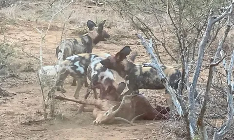 CLIP: Bầy chó hoang 'xẻ thịt' linh dương Impala trong nháy mắt