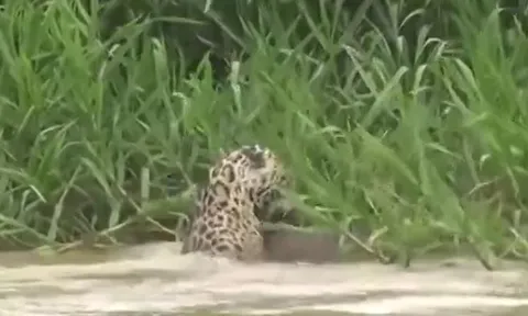 CLIP: Báo đốm phi thân xuống sông, tóm gọn chuột lang nước béo múp trong tích tắc