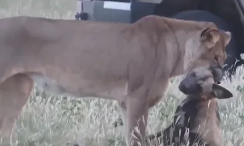 CLIP: Bị sư tử ngoạm cổ, chó hoang châu Phi vẫn thoát chết ngoạn mục nhờ tài diễn xuất