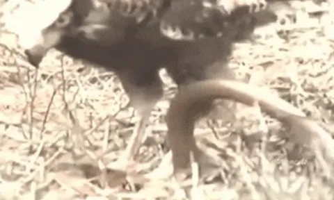 CLIP: Đụng độ chúa tể bầu trời, rắn hổ mang nhận cái kết bi thảm