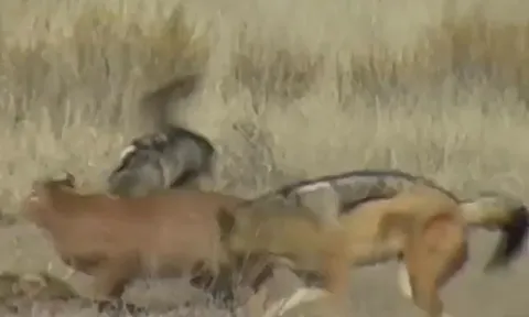CLIP: Hai con chó rừng hợp sức tấn công linh miêu để giành lại xác đồng loại
